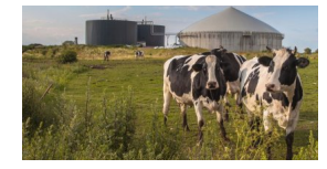 cow.jpeg